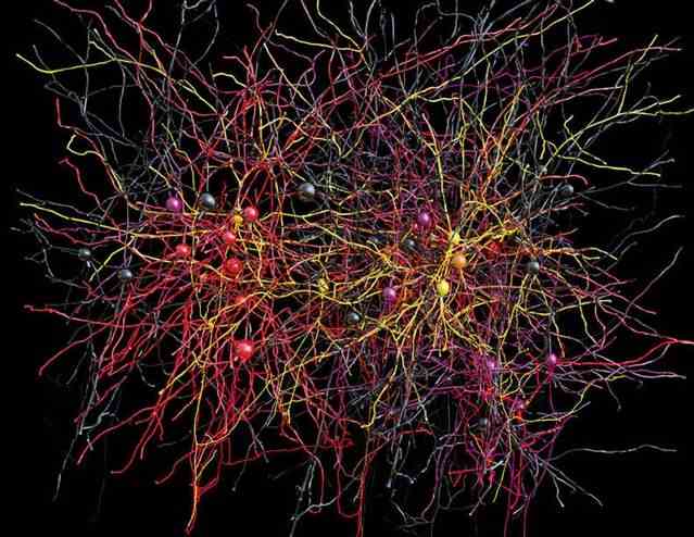 ?哺乳动物的大脑组织图是已知最复杂的网络。